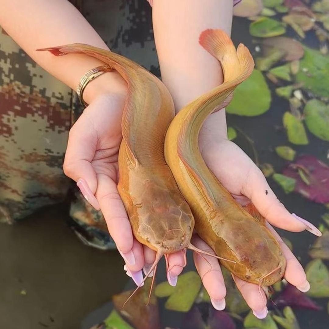 小燕子水产