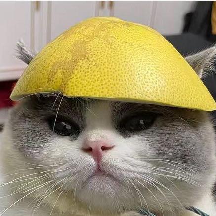 爱逛街的小猫咪