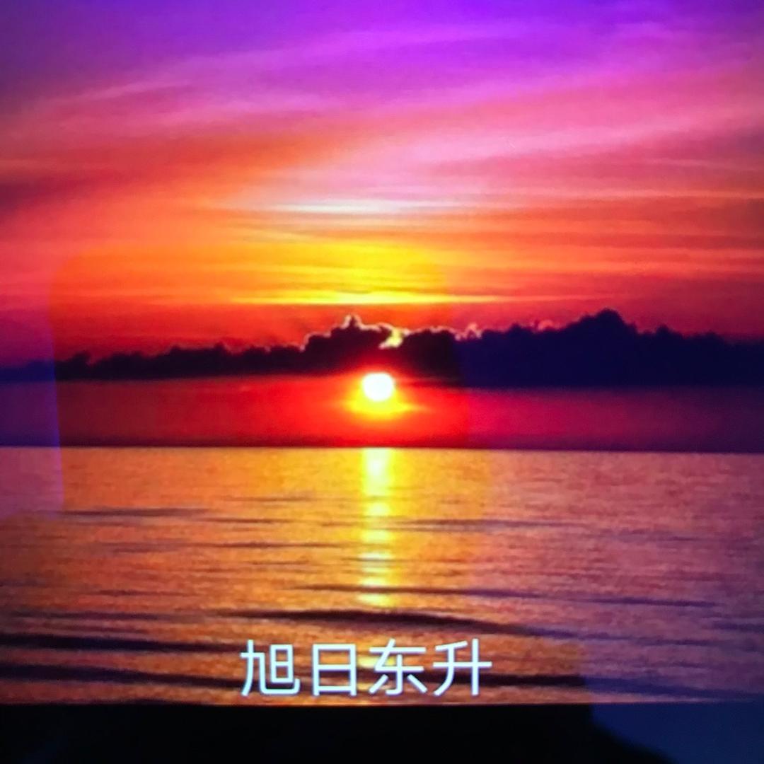 🌻向阳花开