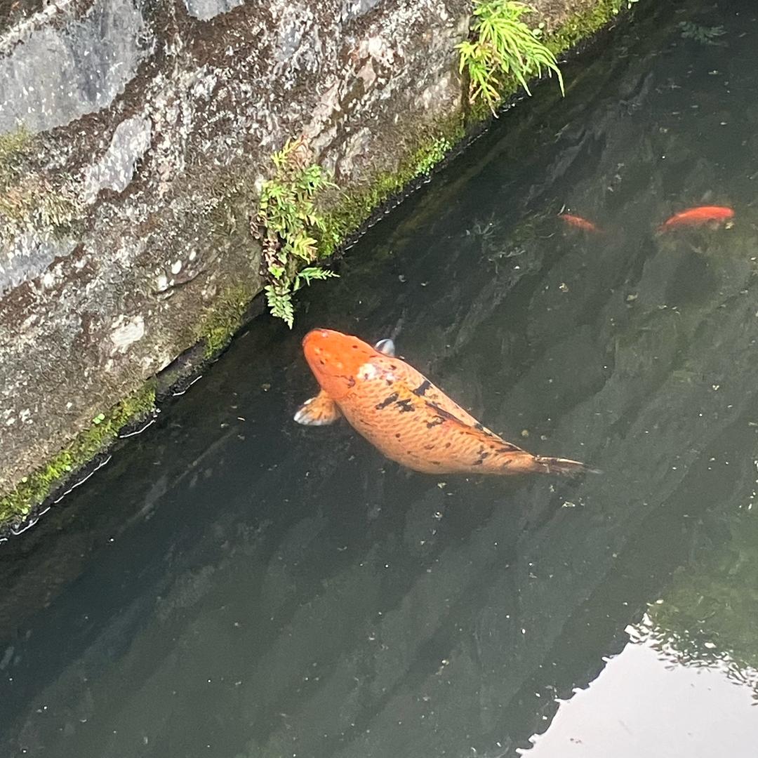 须尽欢