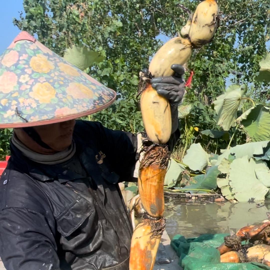 筱筱荷农产品