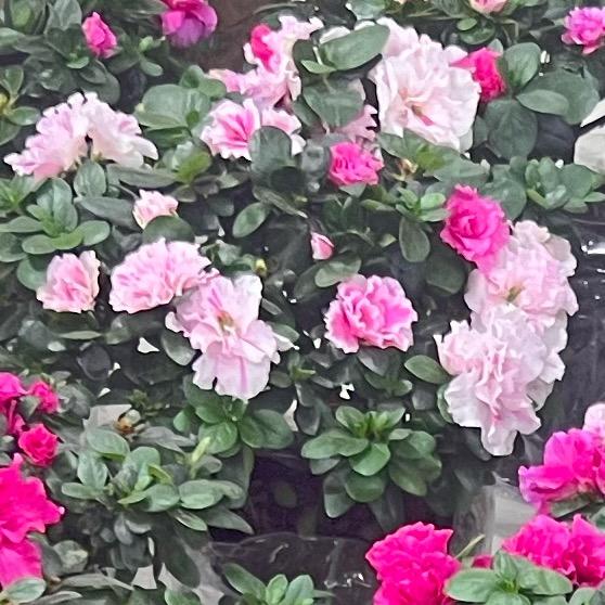 小鬼