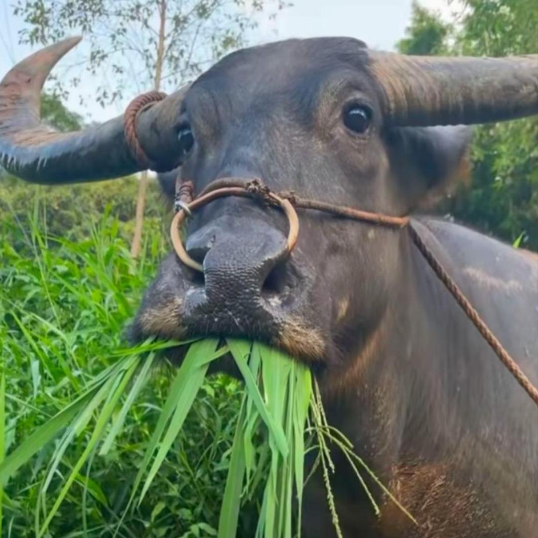 想喝甘香茶