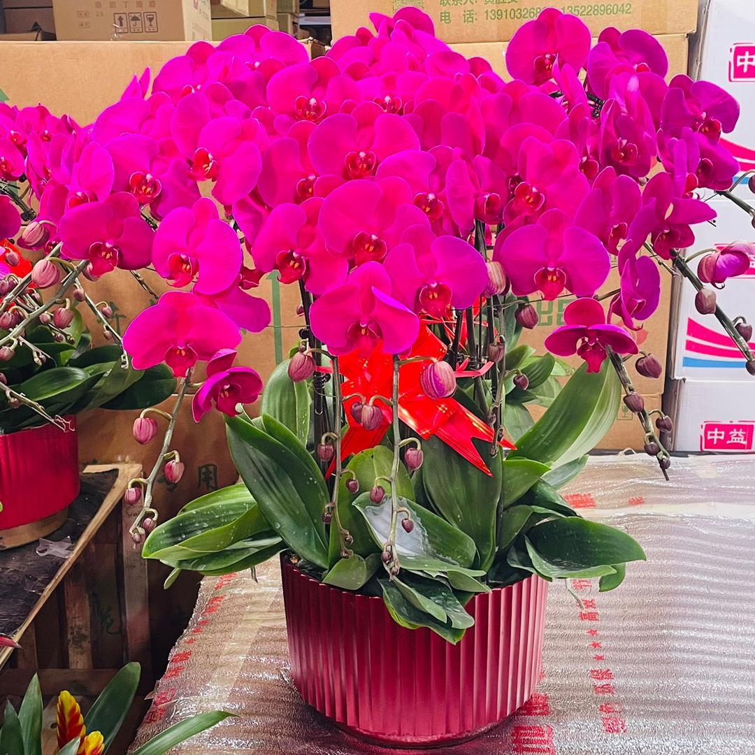 花语花卉鲜花🌸