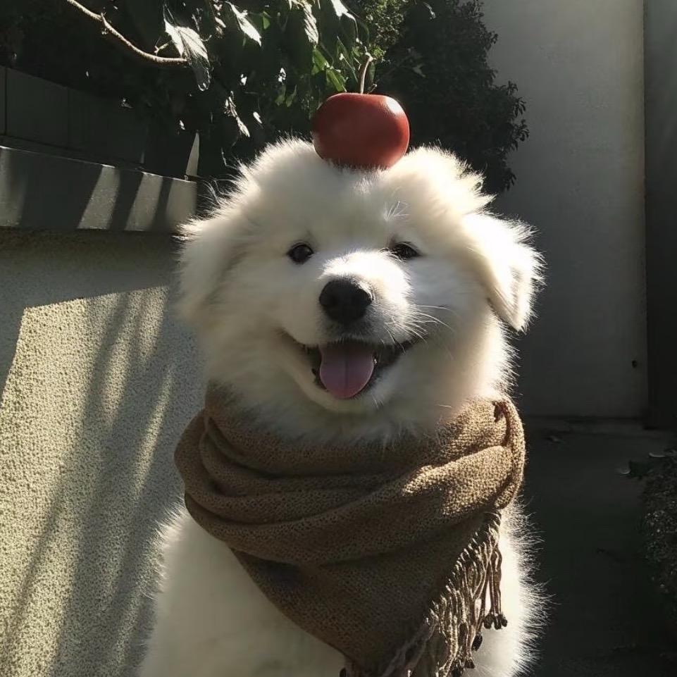 小鱼曲奇饼