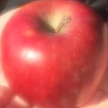 番茄山上种苹果