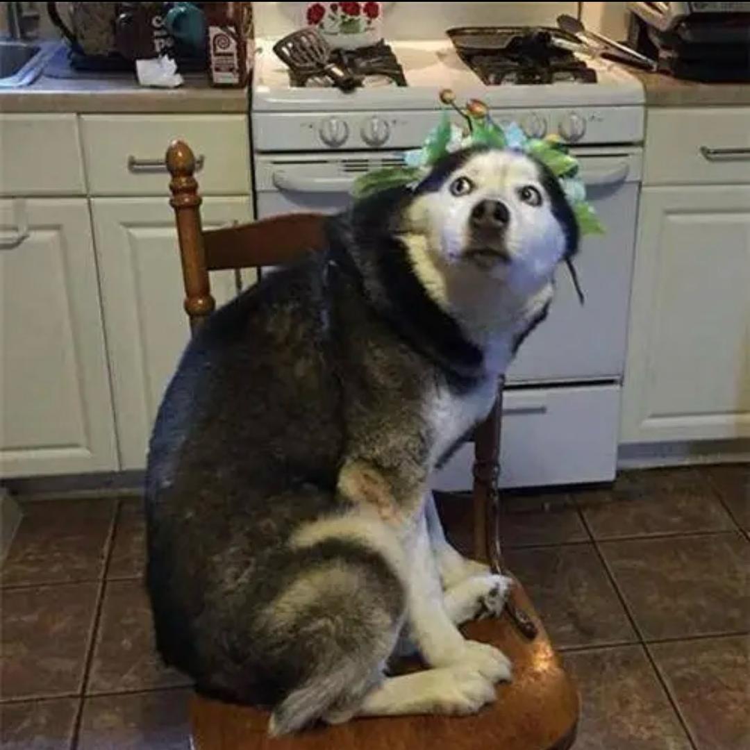 厨界哈士奇
