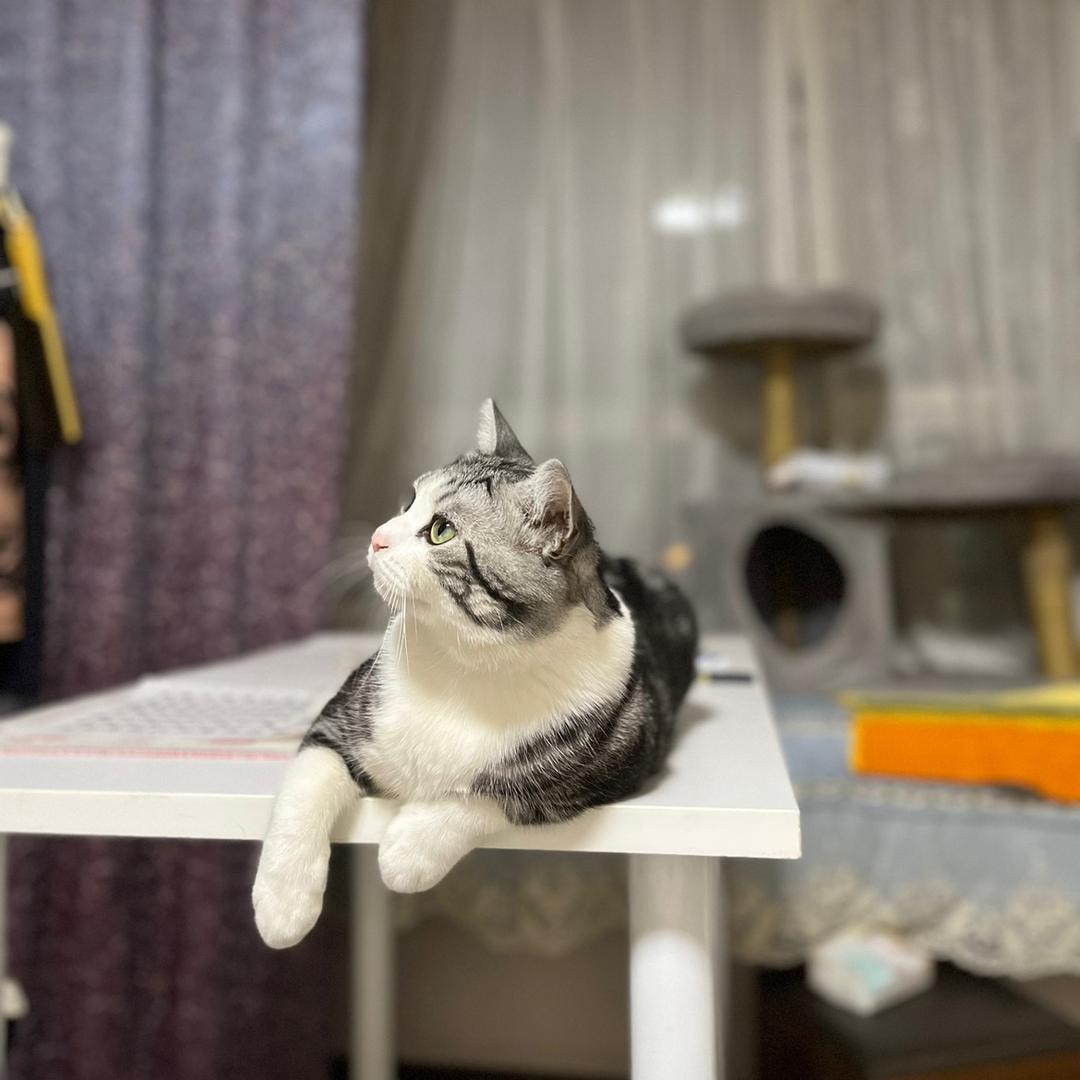 会飞的鱼🐟