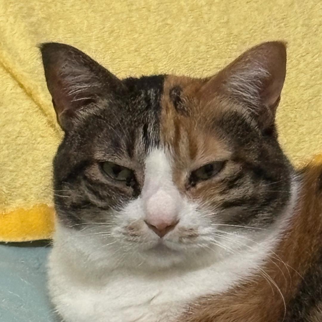 初六