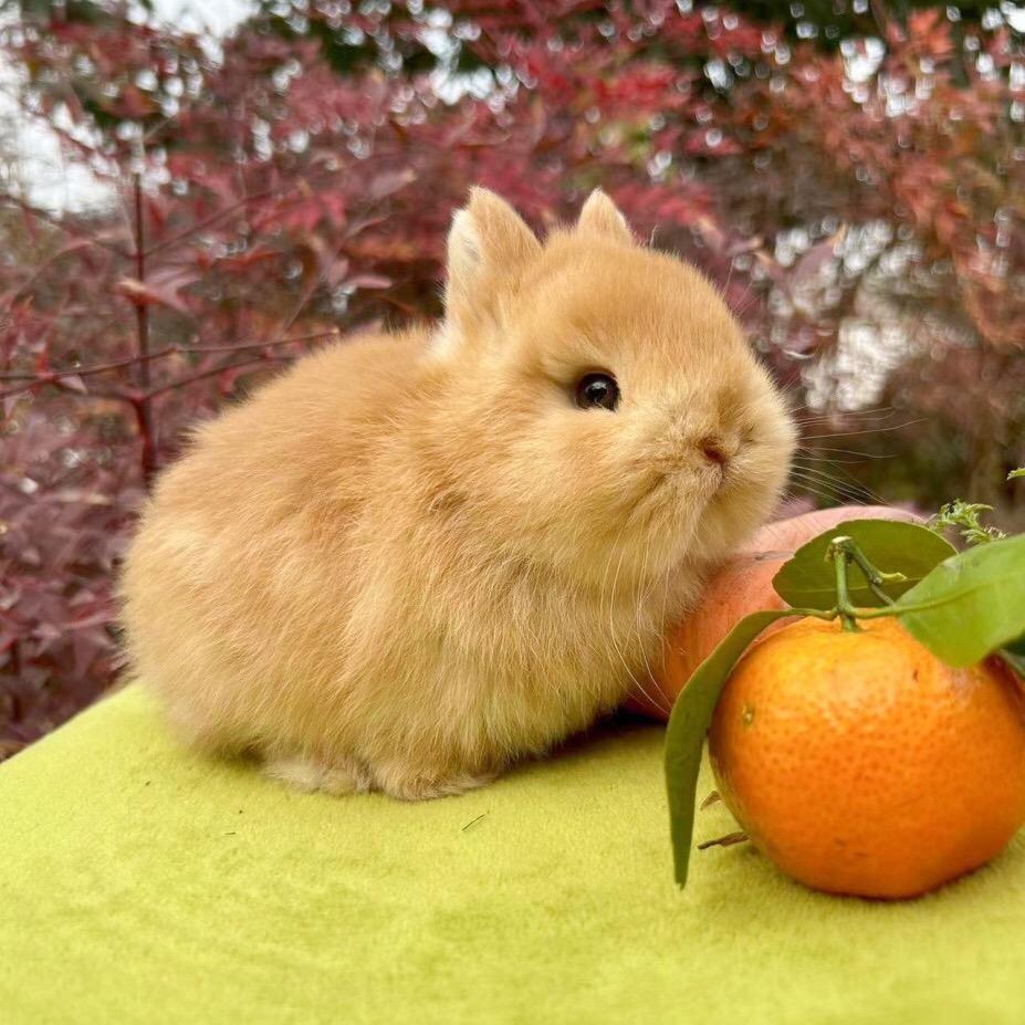 兔宝萌宠