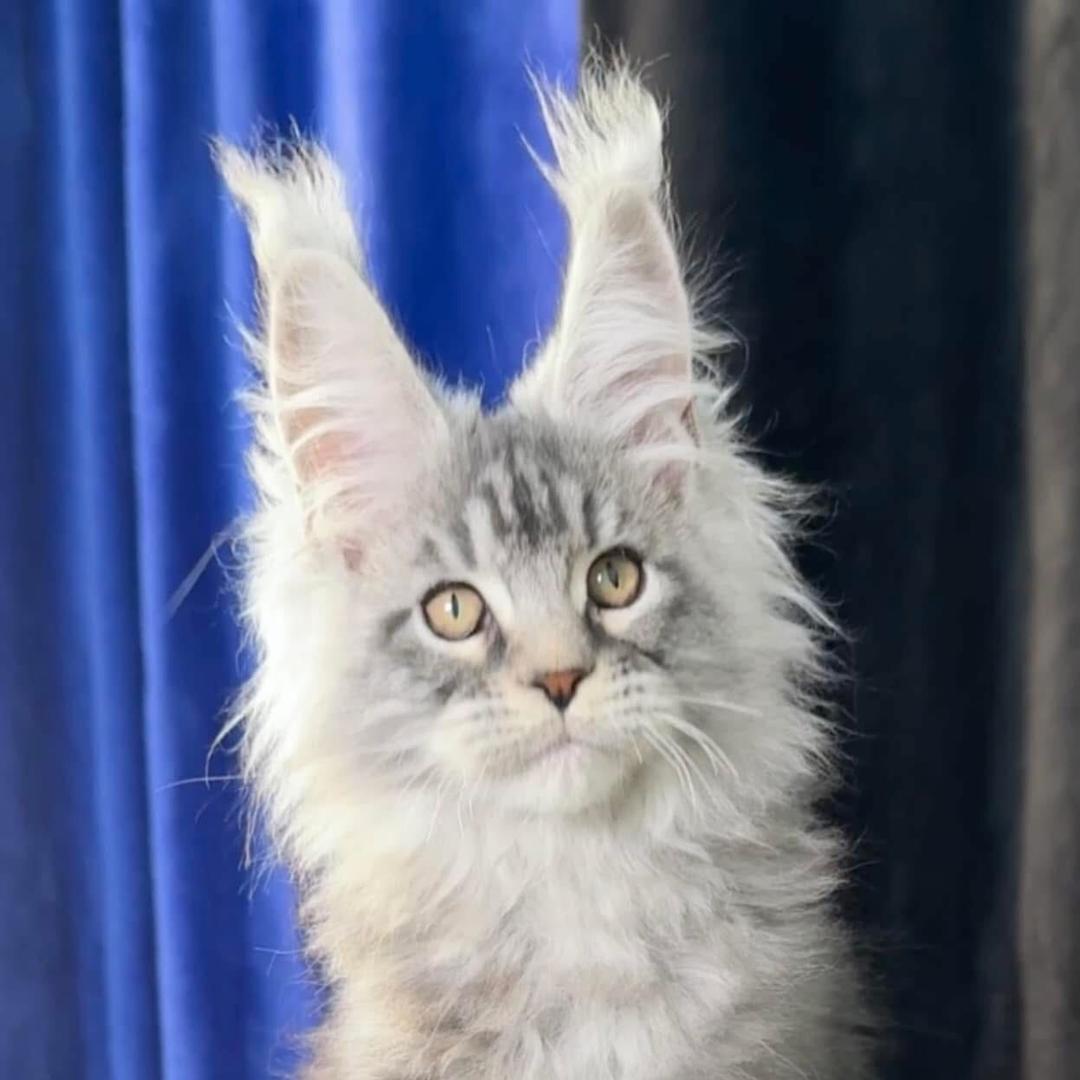 猫奶奶俄系缅因猫(静静)