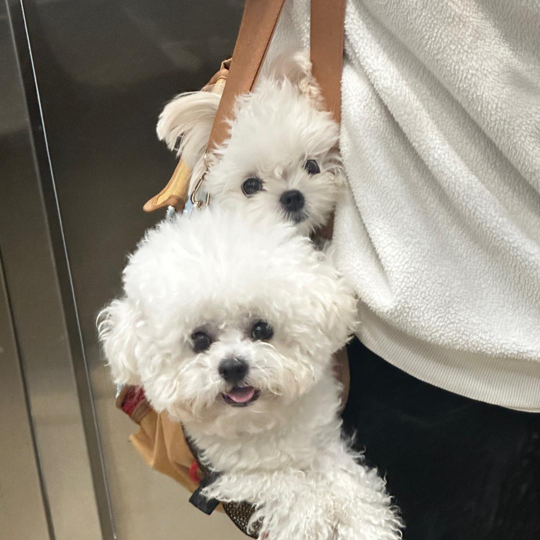 藍精灵（萌宠版)