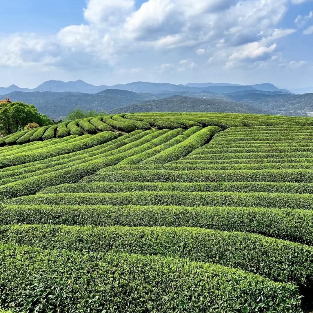 香如故茶叶店