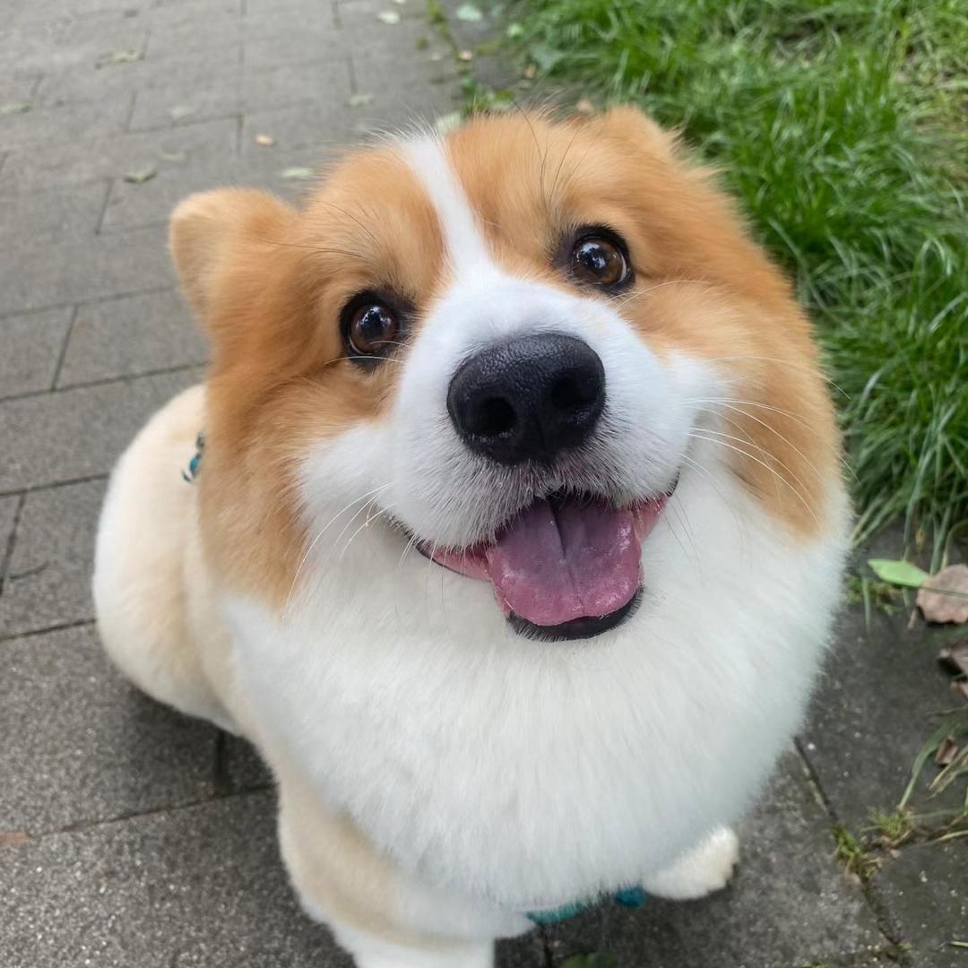 宠物达人