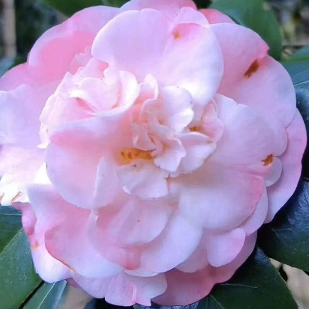 红日绿植花卉