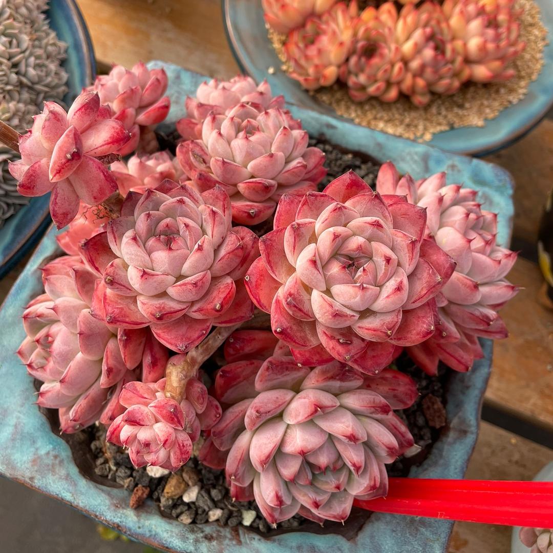 花间集-