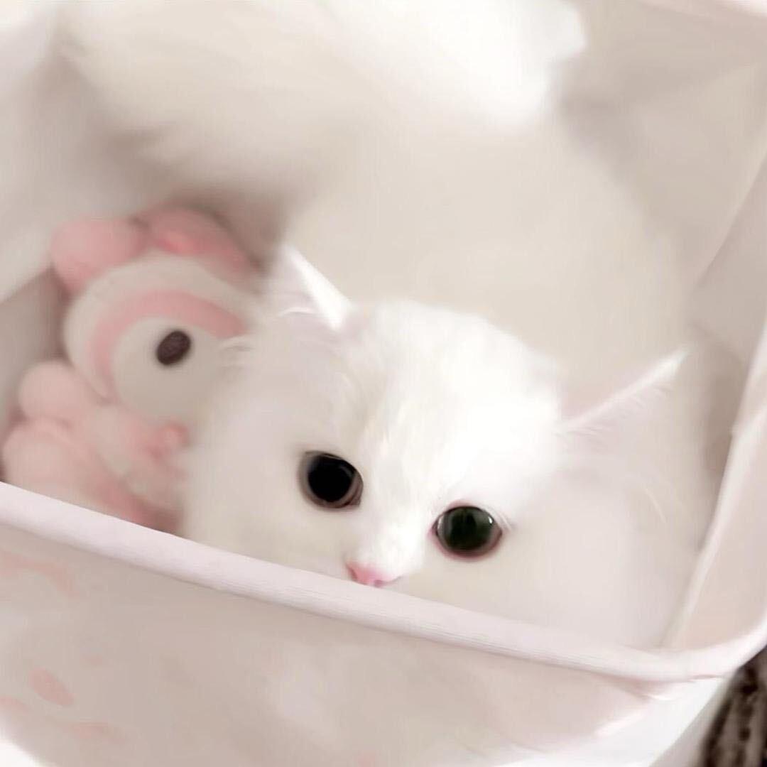 小卷卷