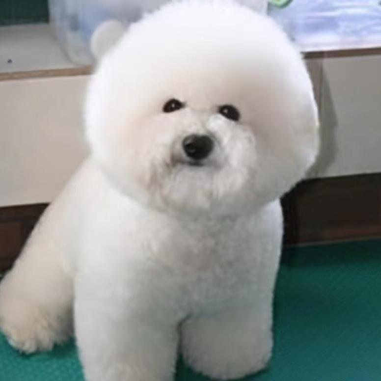 乐通萌宠
