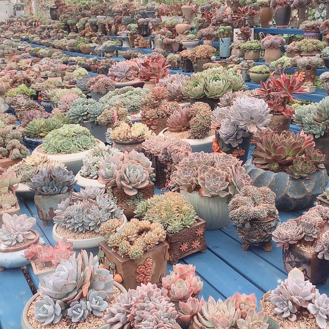 雅雯姐姐的多肉花园