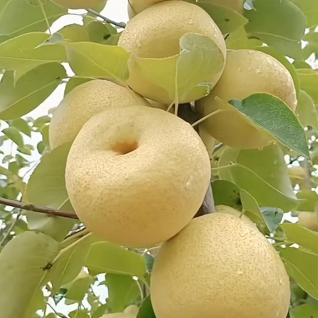 果多多