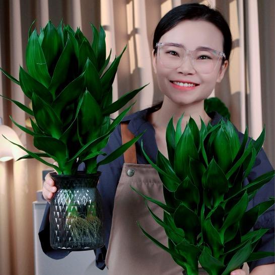 好运家绿植基地