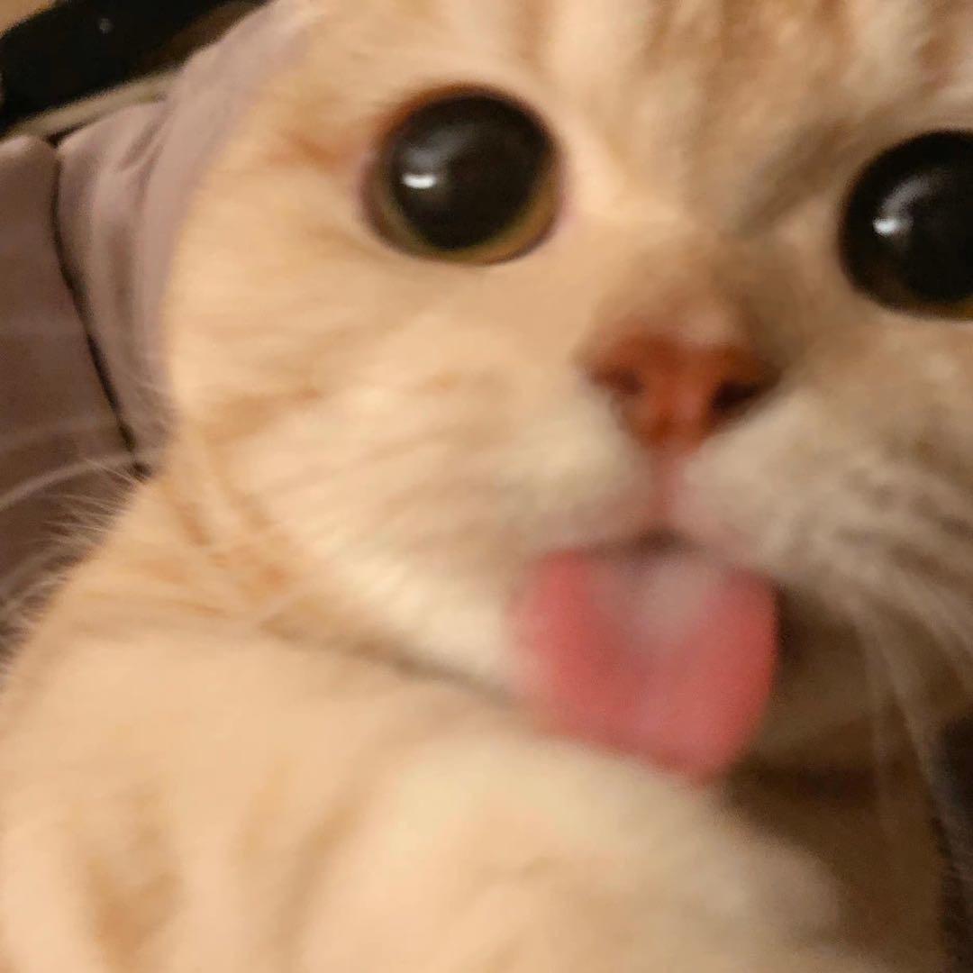番茄