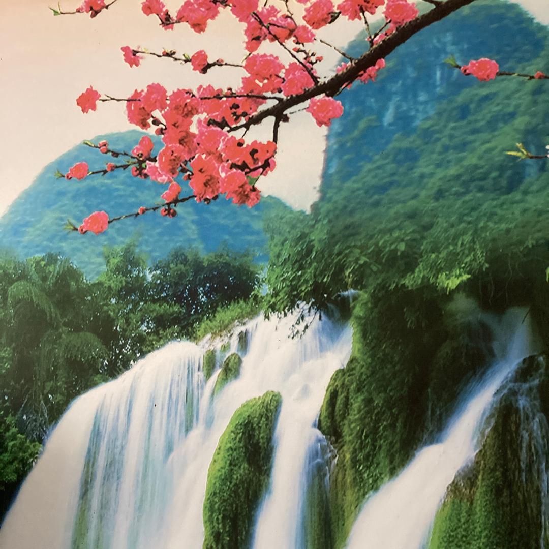 冬季腊梅