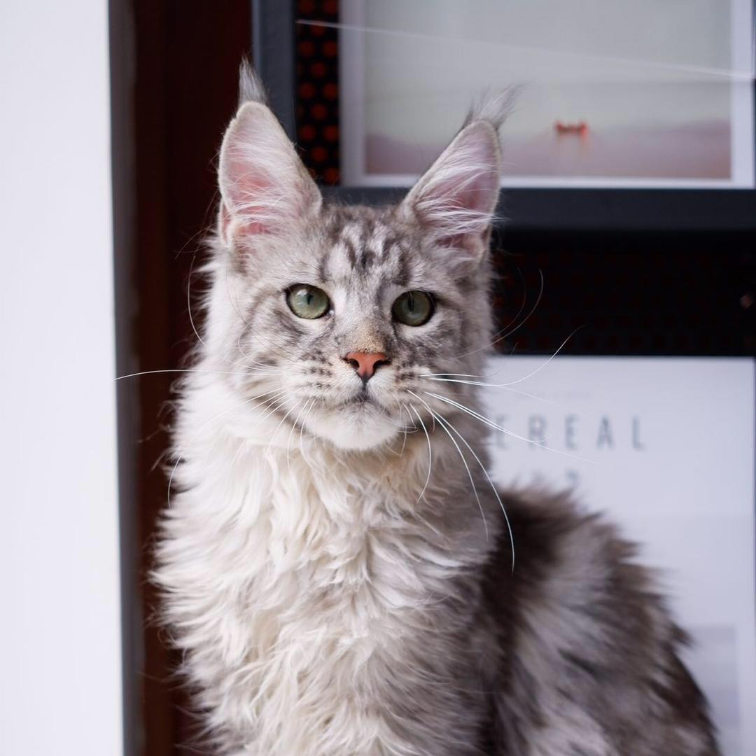 橘子汽水缅因猫舍