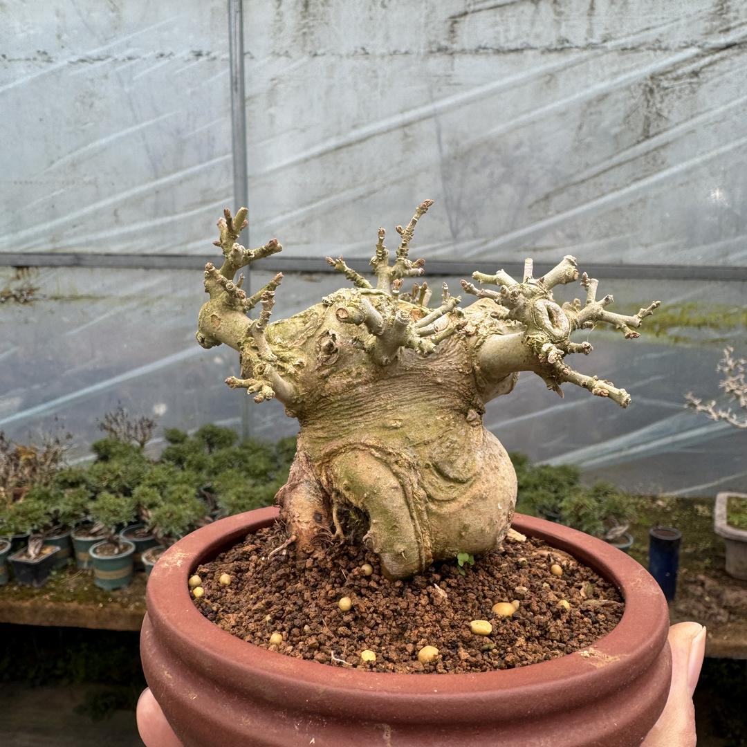 一盆一景盆景园艺