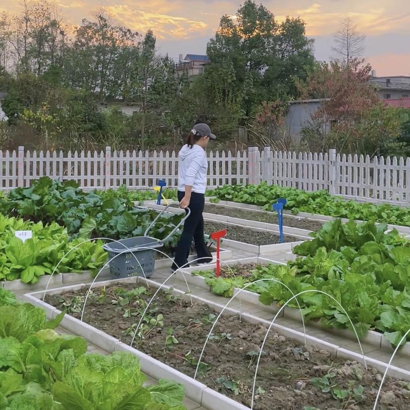 菜沟板小院菜园