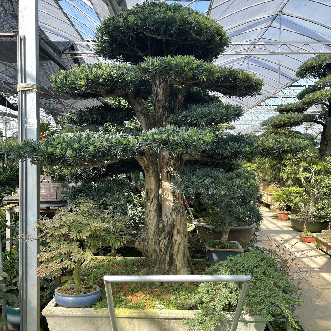 顺鑫盆景造型树