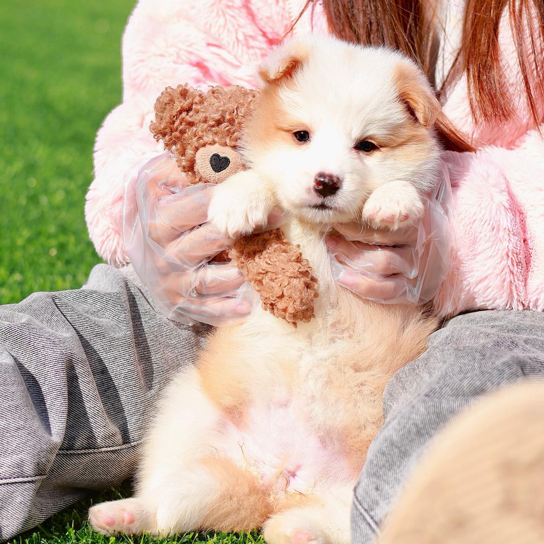 DogValley大连边牧犬舍