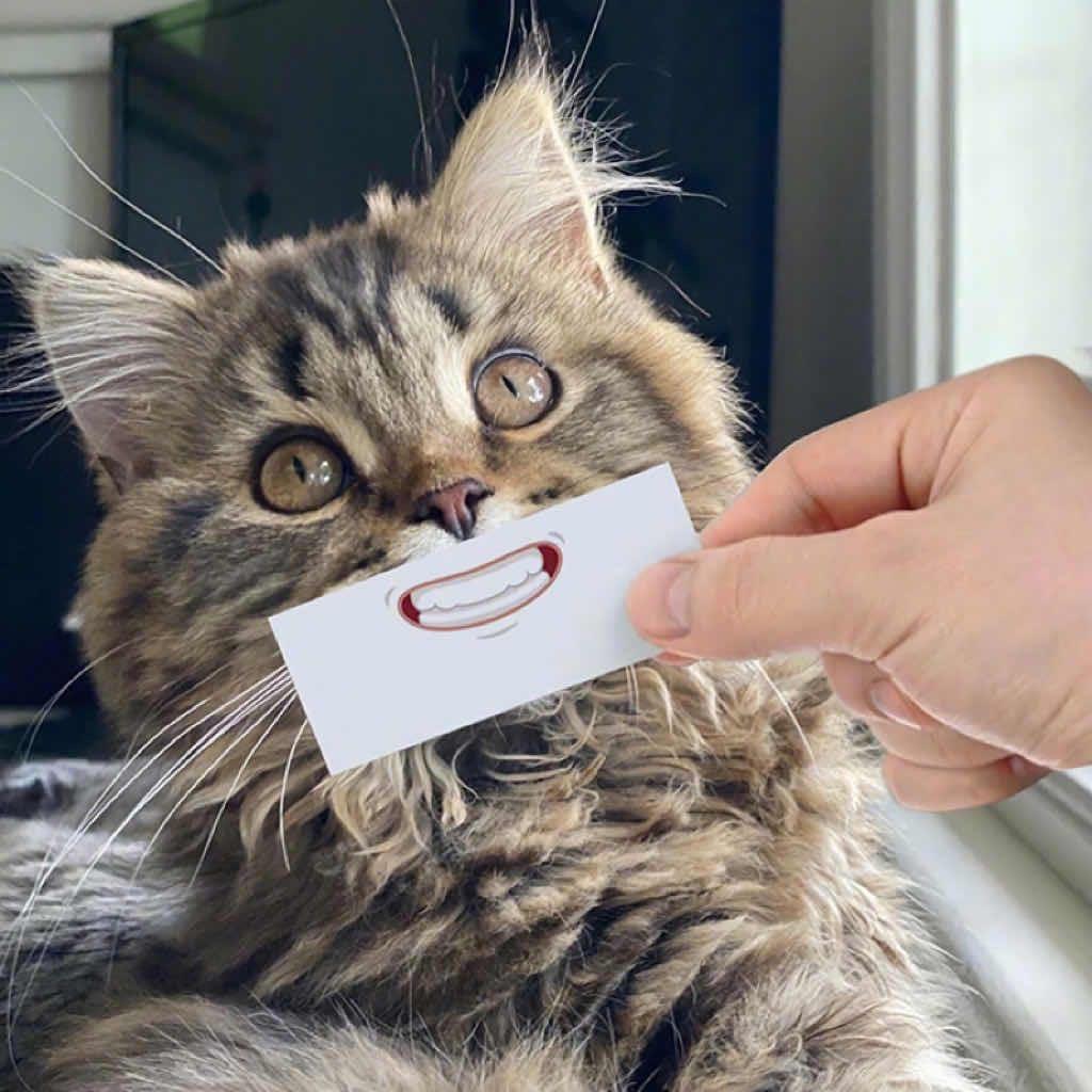 猫 腻