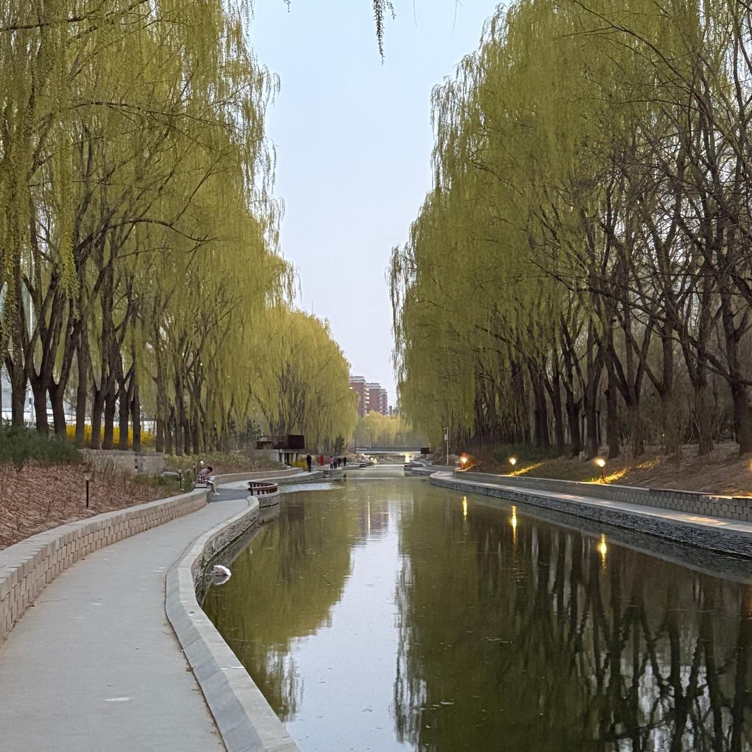 手养鹦鹉，牡丹