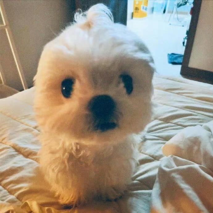 达不溜啊笛