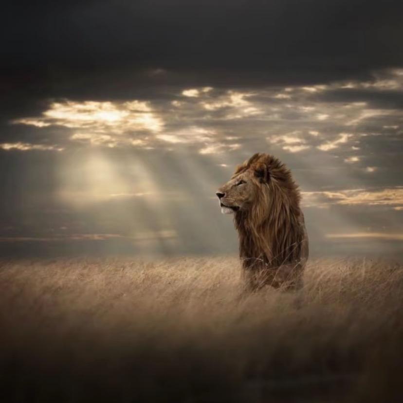 河南省许昌郑家班舞狮团