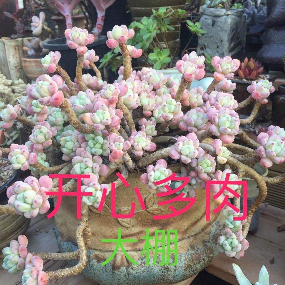 开心多肉花卉园艺
