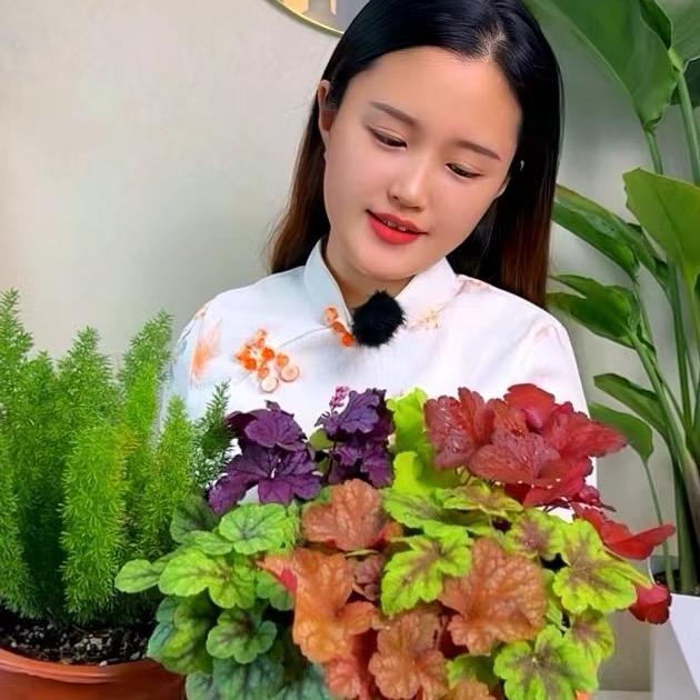 晴天花卉绿植基地「新开棚矾根」