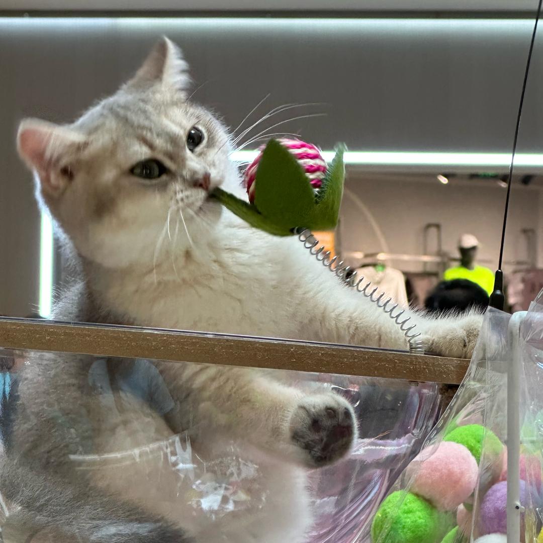 袁湘芹
