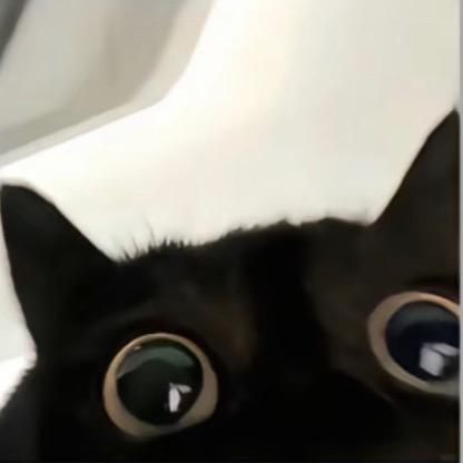 爱因斯坦的黑猫