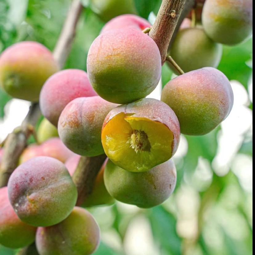 表妹家的李子园(半边红)茵红李