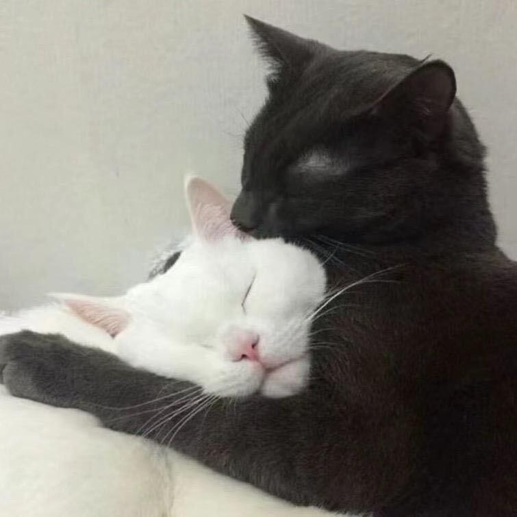 霸道总裁爱上我