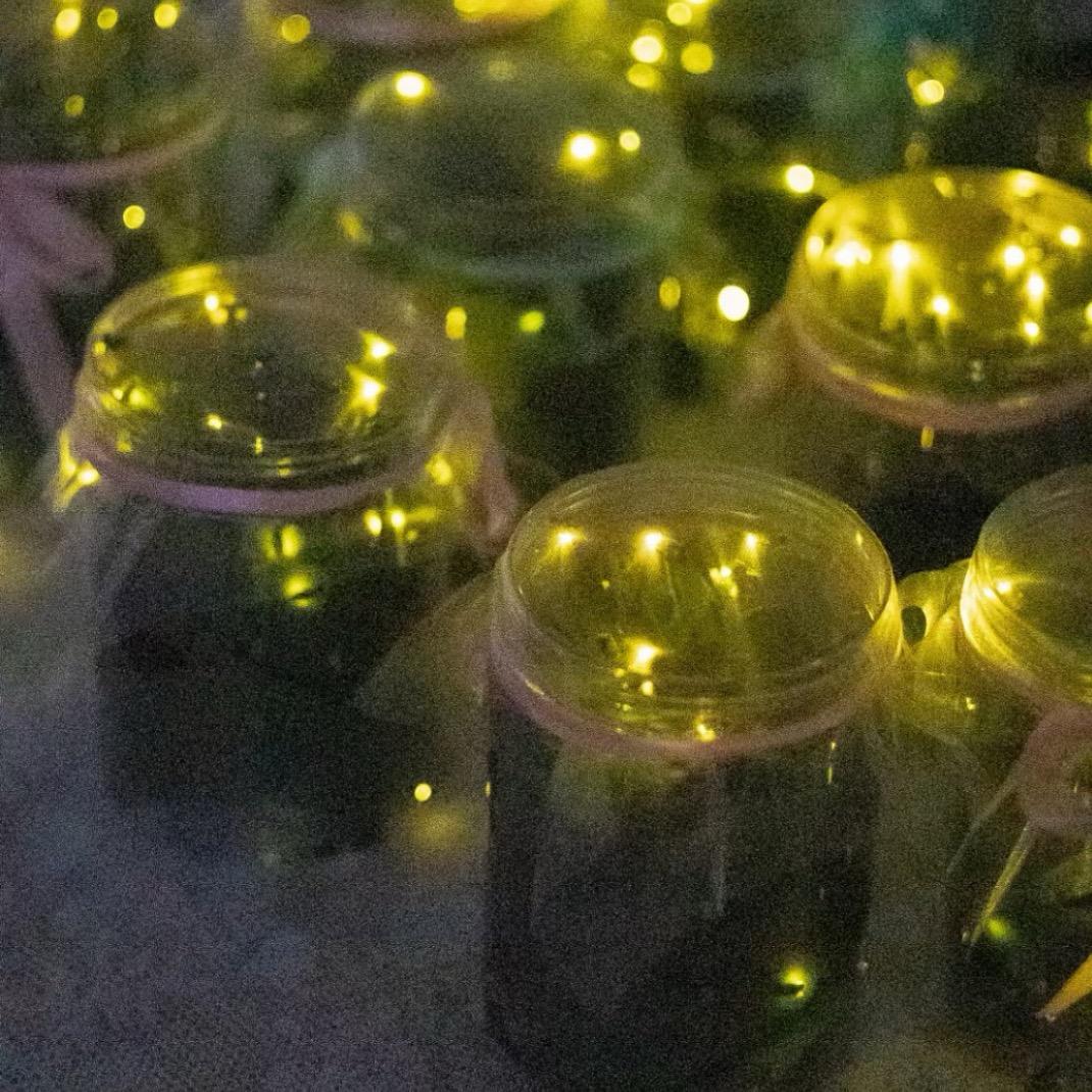 像素森林工作室萤火虫养殖销售
