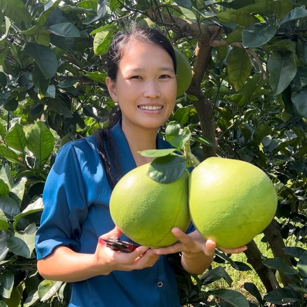 袁橙特产