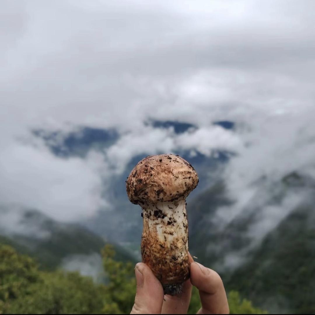 松间集农业臻选阁