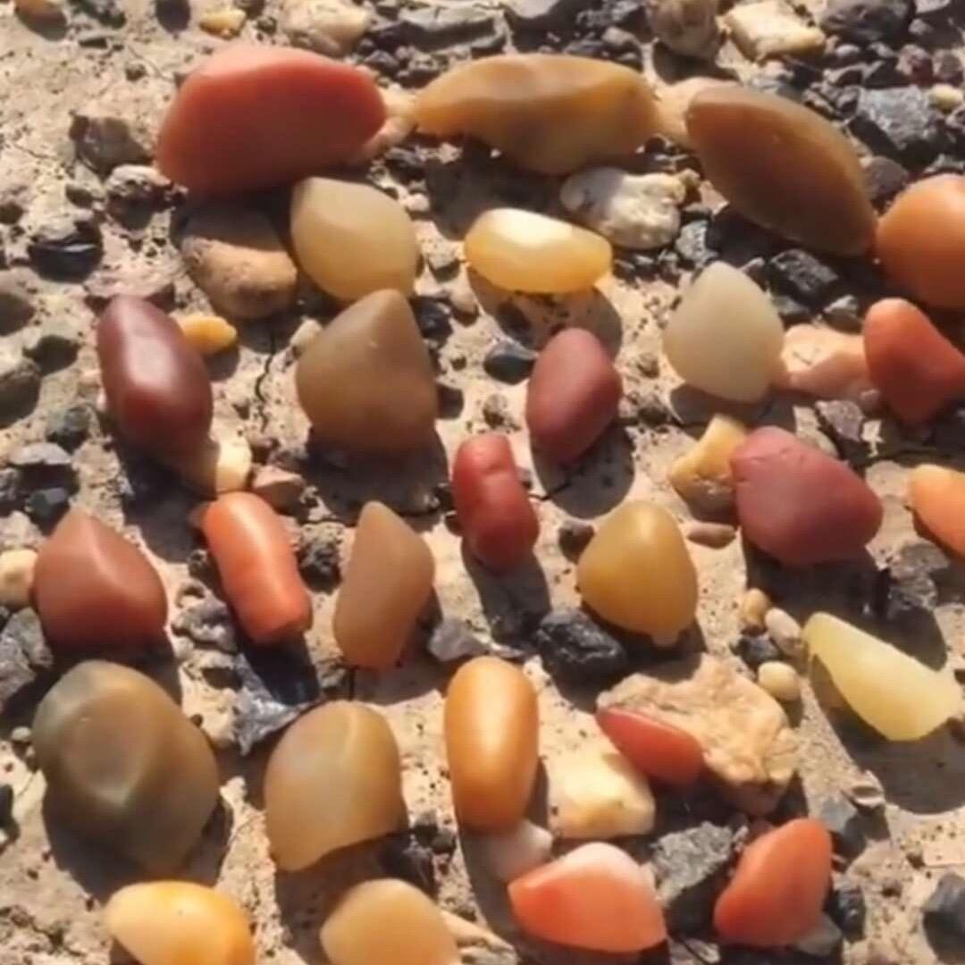 🌈风中摇曳