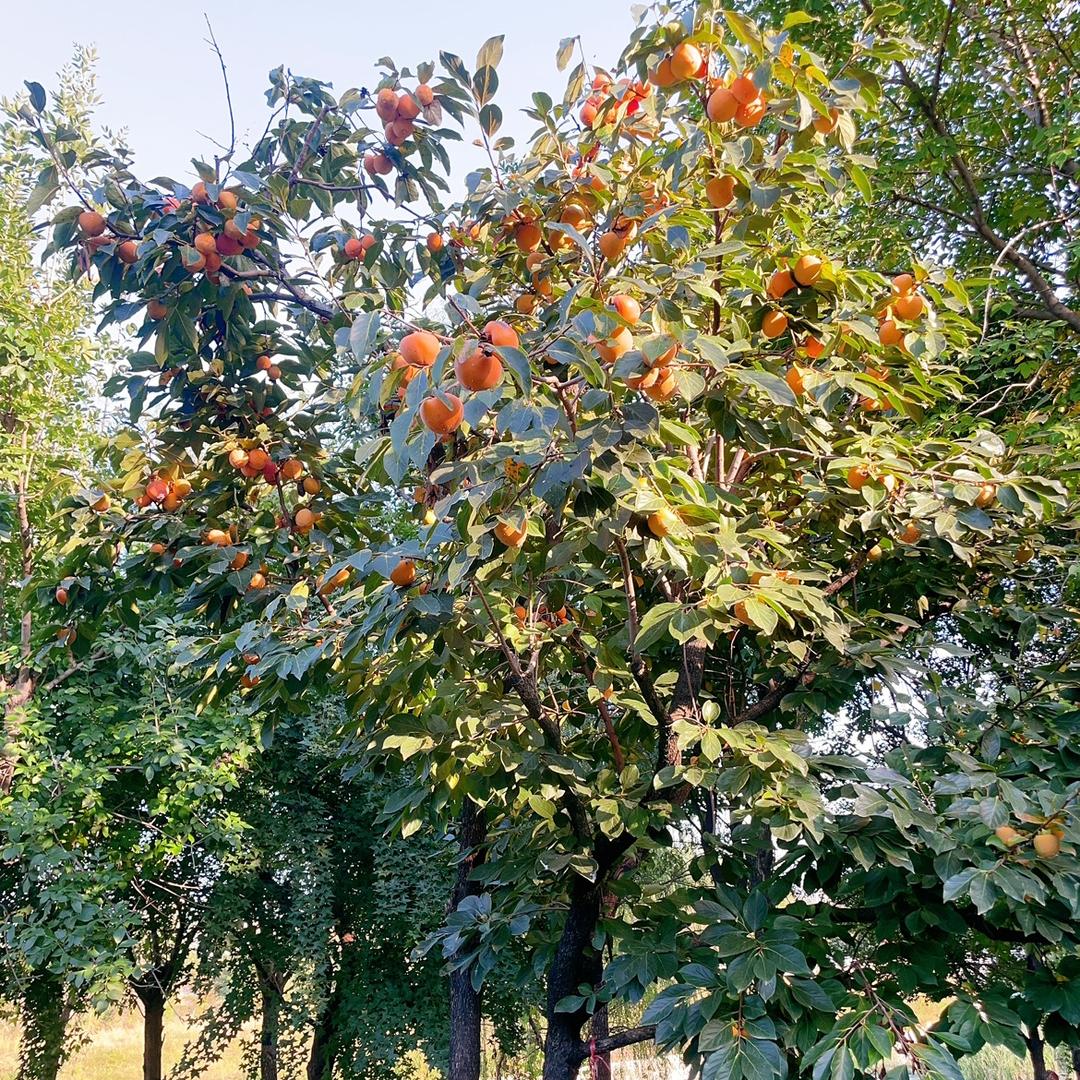 岁月静好……