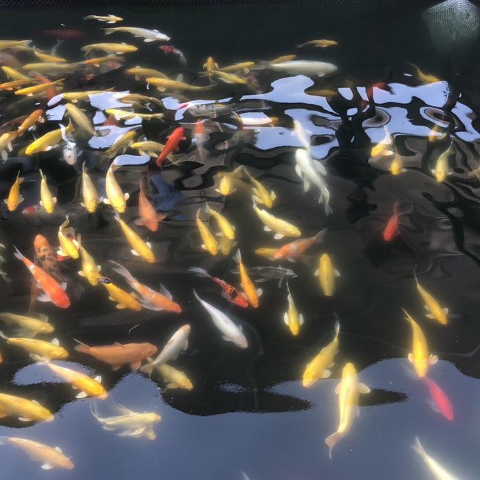 顾军（古灵广告有限公司总监）