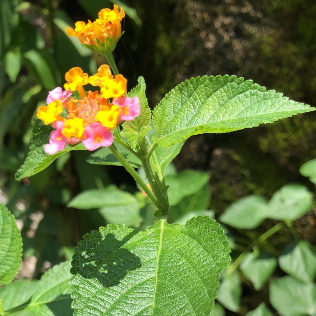 青草狮-王歌