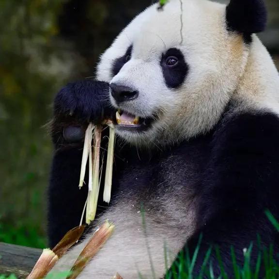 ……🌻🌻🐼panda 灰宝